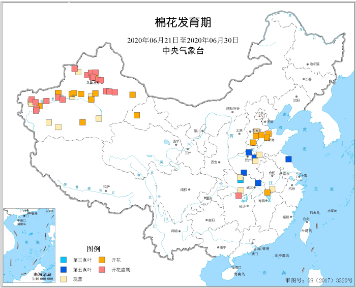 2020年6月下旬棉花发育期.jpg