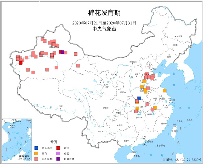 2020年7月下旬棉花发育期.jpg