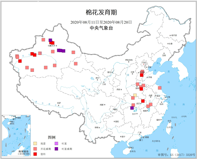 2020年8月中旬棉花发育期.jpg