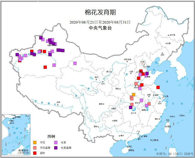 2020年8月下旬棉花发育期.jpg