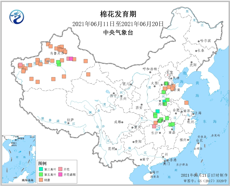 2021年6月中旬棉花发育期_副本.jpg